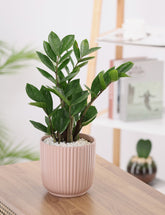 Green Zamia Plant